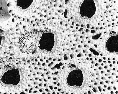 Представитель Семейства Petraliellidae